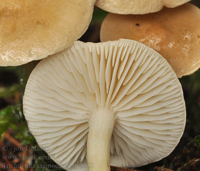 Tricholoma inamoenum Højstokket ridderhat