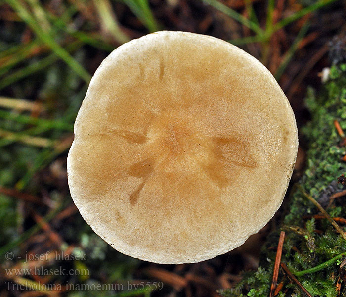 Tricholoma inamoenum Luktmusseron Löyhkävalmuska