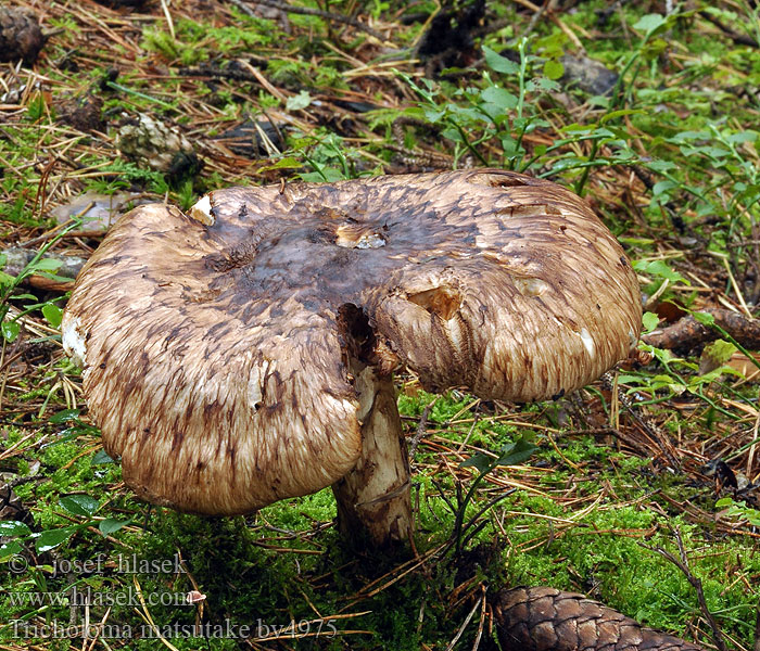 Tricholoma matsutake Čirůvka větší Matsutake Gąska sosnowa