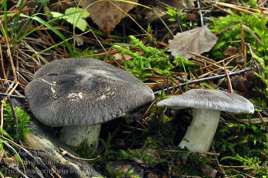 Tricholoma orirubens Čirůvka růžovolupenná