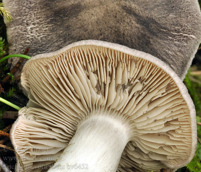 Rosaskivemusserong Рядовка краснеющая Blushing tricholoma