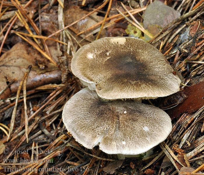 Tricholoma orirubens Rózsáslemezű pereszke Рядовка червонувата