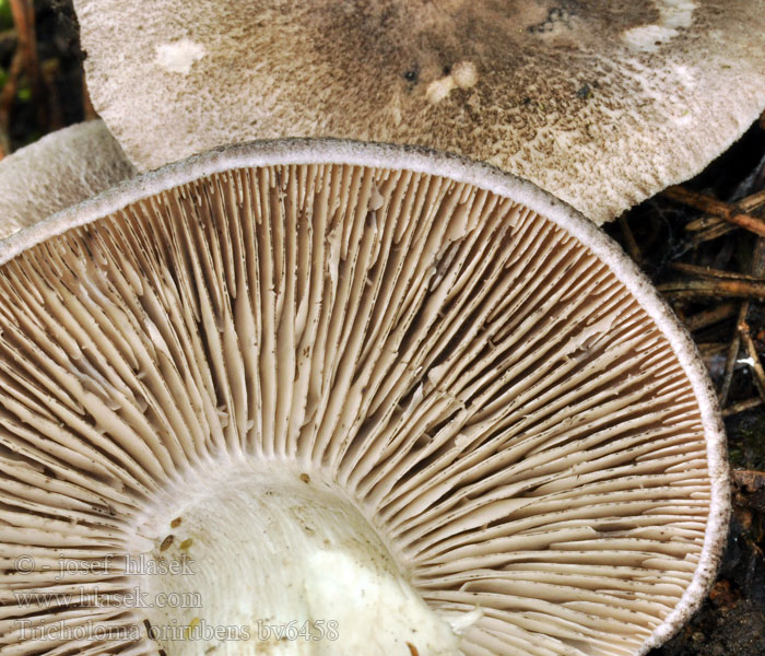 Čirůvka růžovolupenná Tricholoma orirubens