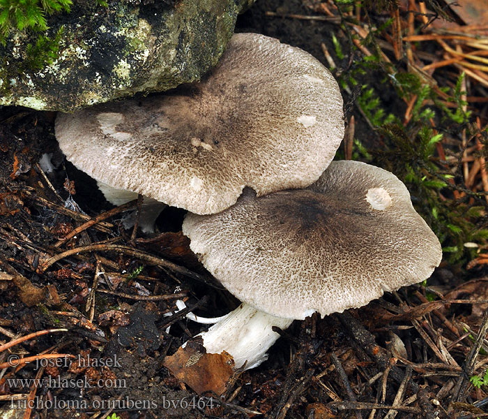 Tricholoma orirubens Rötender Erd-Ritterling Blozende ridderzwam