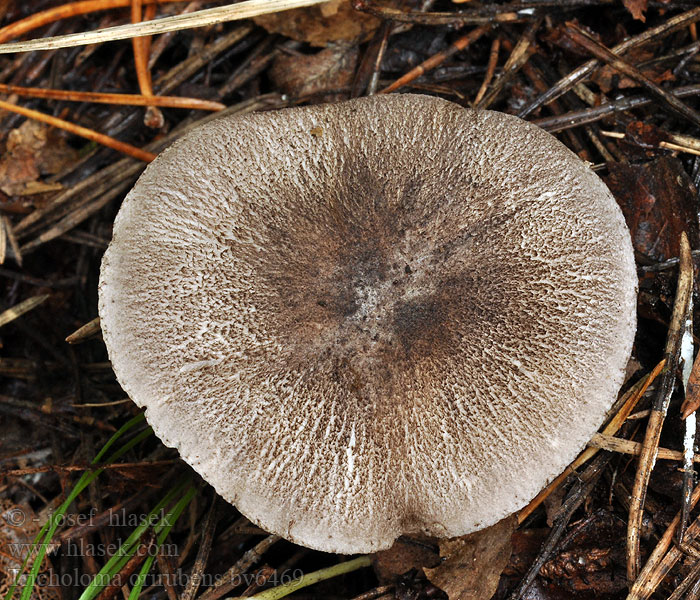 Tricholoma orirubens Gąska czerwieniejąca Čírovka červenejúca