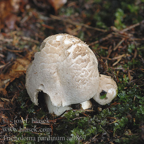 Tricholoma pardinum Čirůvka tygrovaná Tricholome tigré