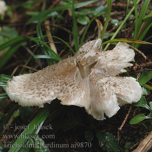 Tricholoma pardinum ai9870