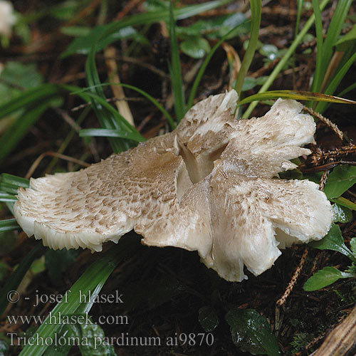 Tricholoma pardinum Рядовка тигриста отруйна Tigerritterling