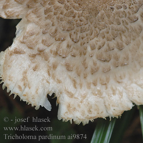 http://www.hlasek.com/foto/tricholoma_pardinum_ai9874.jpg