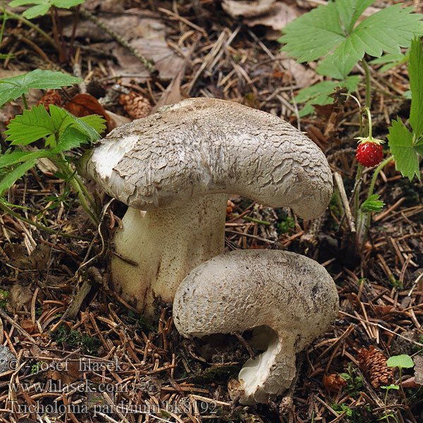 Tricholoma pardinum Čírovka tigrovaná Pegasta kolobarnica
