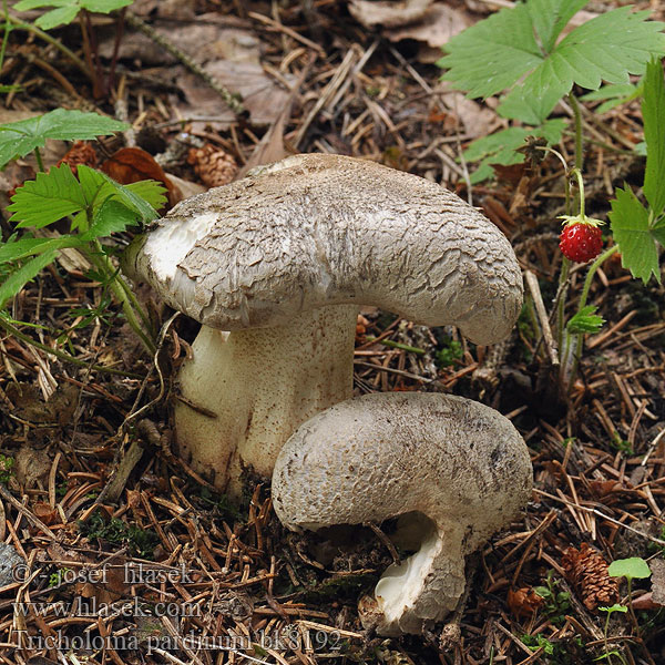 Tricholoma pardinum Čírovka tigrovaná Pegasta kolobarnica