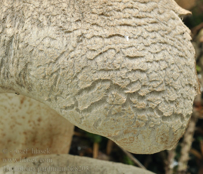 Tricholoma pardinum Gąska tygrysowata Pantermusseron