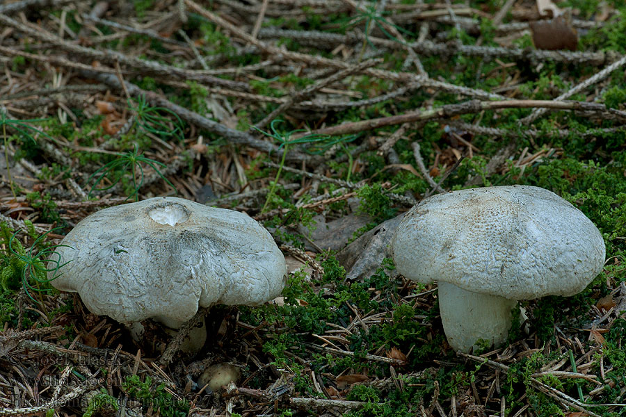 Tricholoma pardinum