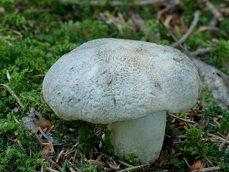 Tricholoma pardinum