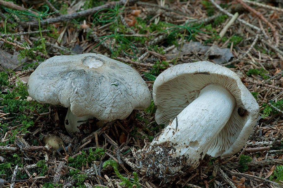 Tricholoma pardinum Čirůvka tygrovaná