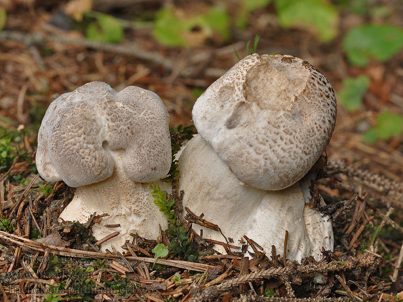 Čirůvka tygrovaná Tricholoma pardinum