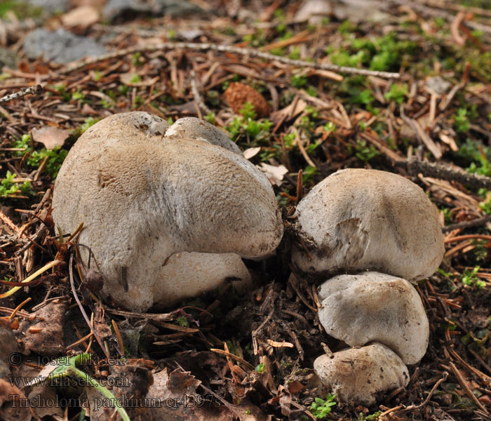 Tricholome tigré Tigerritterling Tricholoma pardinum