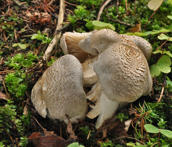 Gąska tygrysowata Tigerritterling Tricholoma pardinum