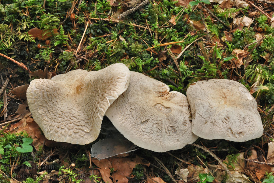 Рядовка тигриста тигровая отруйна Tricholoma pardinum