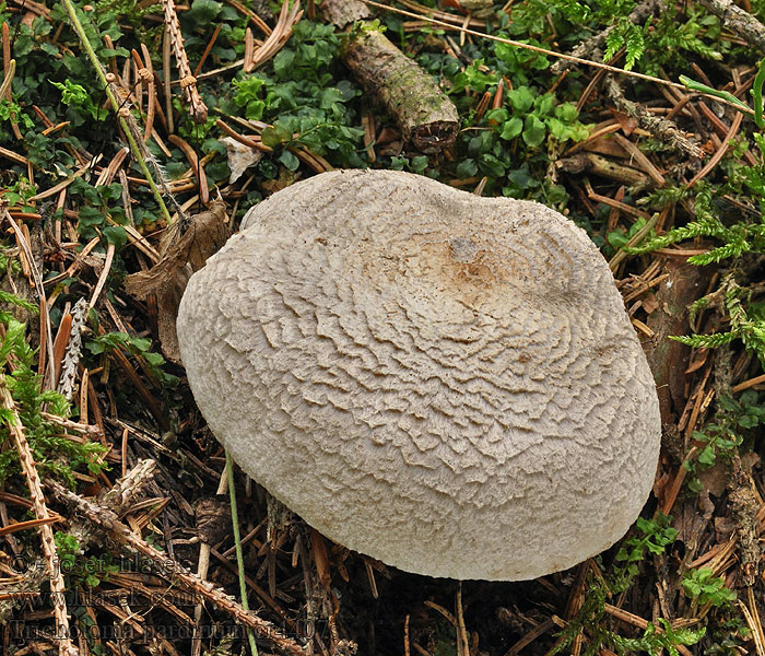 ヒョウモンクロシメジ Tricholoma pardinum