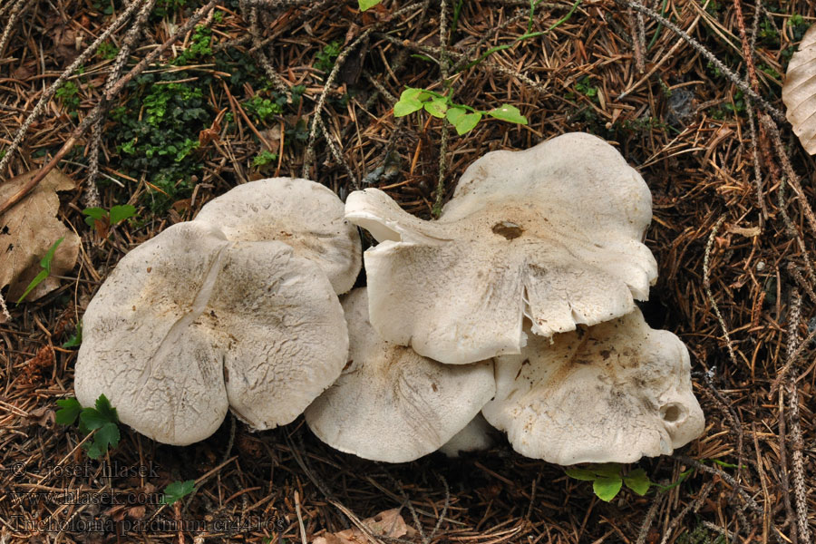 Pantermusserong Tricholoma pardinum