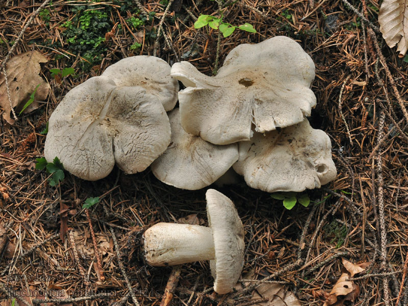 Čírovka tigrovaná Tricholoma pardinum