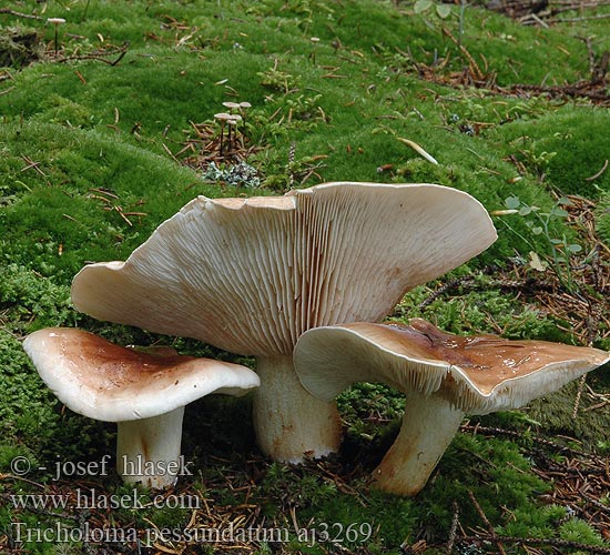 Tricholoma pessundatum Čirůvka masitá Getropfter Ritterling