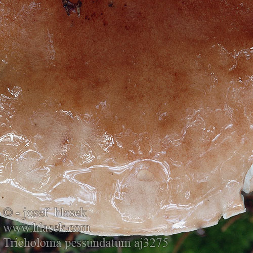 Lepljiva kolobarnica Mildly poisonous agaric Gąska kroplistobrzegowa