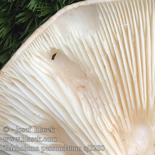 Tricholoma pessundatum aj3280