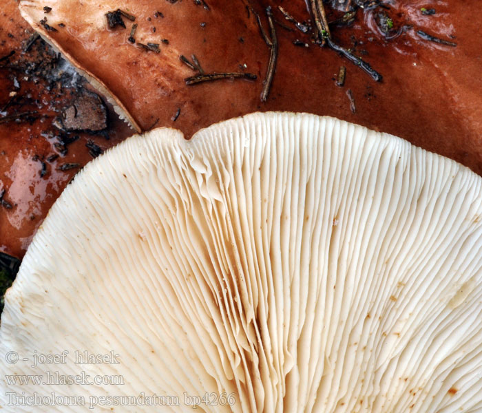 Tricholoma_pessundatum_bp4266