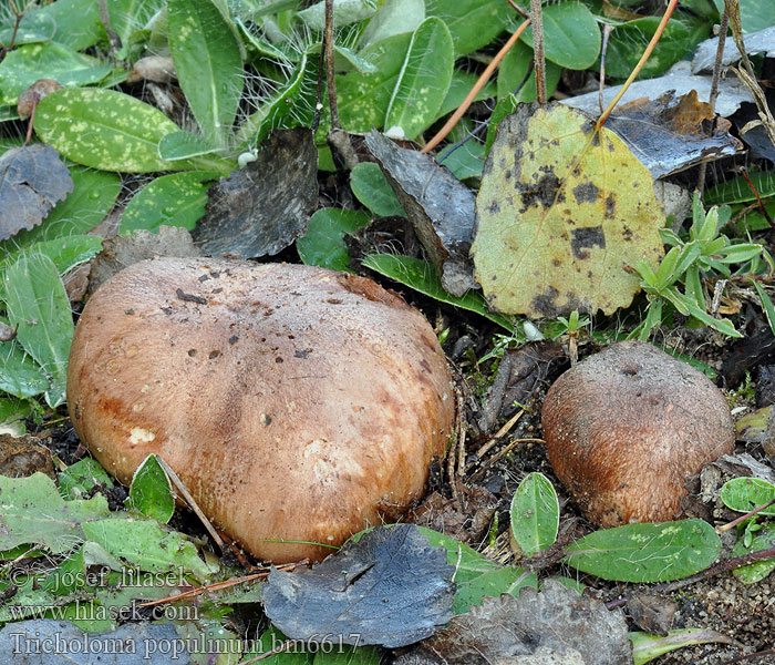 Tricholoma populinum Čirůvka topolová Pappelritterling Populierridderzwam