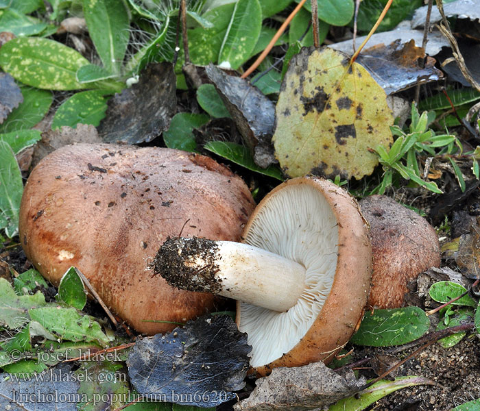 Gąska topolowa Čírovka topoľová Poppel-ridderhat Poppelmusseron