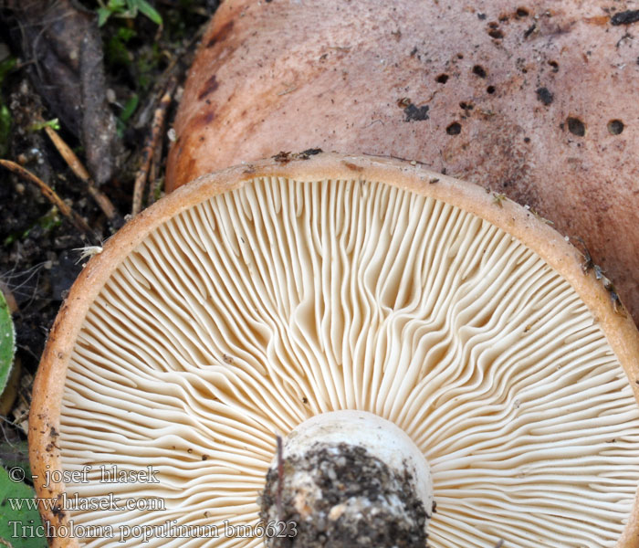 Tricholome peupliers рядовка тополевая Poplar Tricholoma Knight