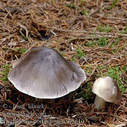 Tricholoma portentosum Čirůvka havelka šedivka Čírovka sivá Gąska niekształtna Tricholome prétentieux Zimska kolobarnica sivka snežka Schwarzfaseriger Ritterling Grå ridderhat Рядовка серая Gray Yellow Knight-cap 灰褐纹口蘑 Viiruvalmuska Glanzende ridderzwam シモフリシメジ Szürke pereszke Gråmusserong Рядовка серая Streckmusseron