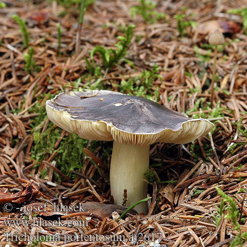 Tricholoma portentosum aj2617