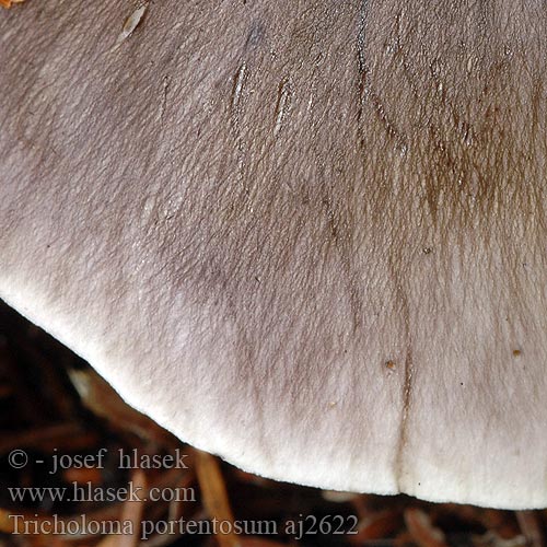 Tricholoma portentosum aj2622