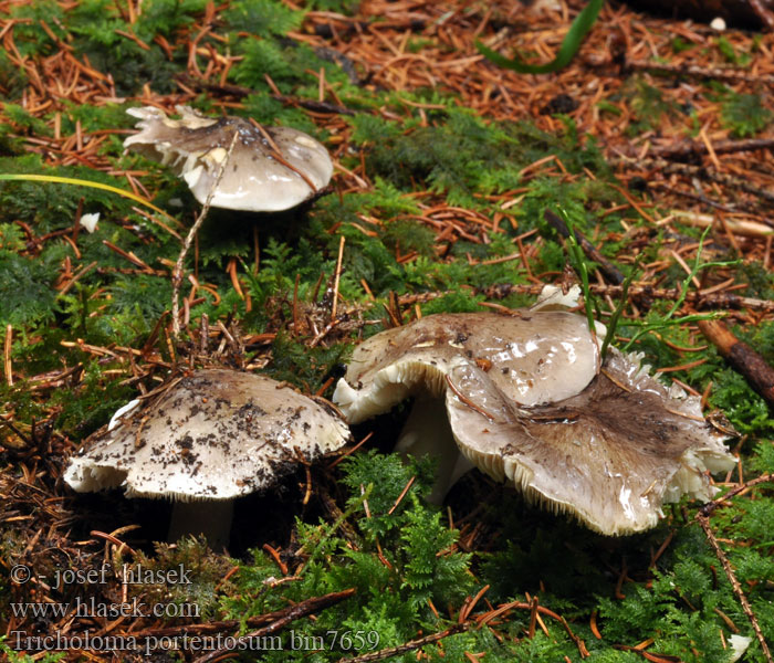 Tricholoma_portentosum_bm7659