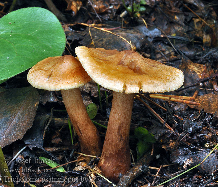 Tricholoma psammopus Čirůvka modřínová Lärchenritterling