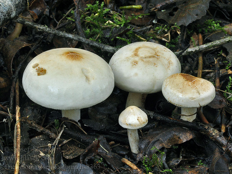 Tricholoma pseudoalbum stiparophyllum Čirůvka běložlutavá