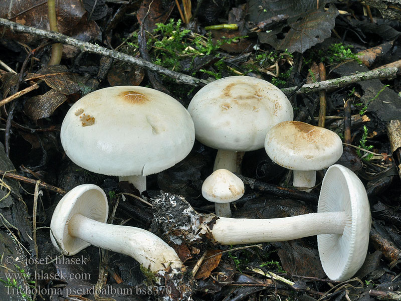 Tricholoma pseudoalbum Weißer Ritterling