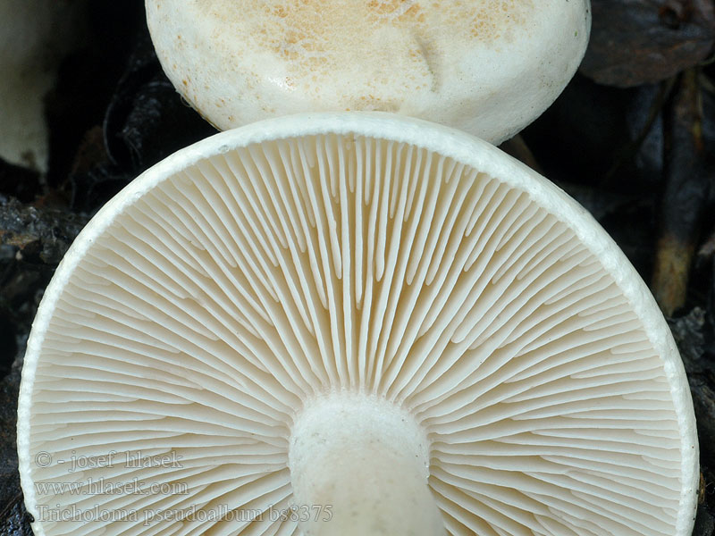 Tricholoma pseudoalbum Tricholome blanc des bouleaux