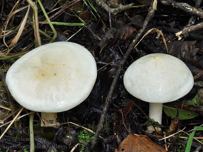 Tricholoma pseudoalbum Eikemusserong