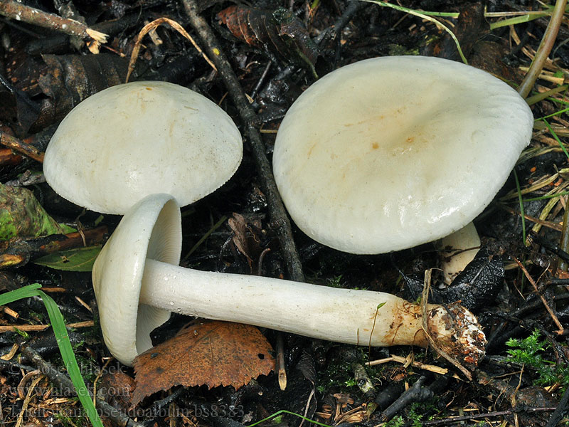 Tricholoma pseudoalbum Рядовка псевдобелая