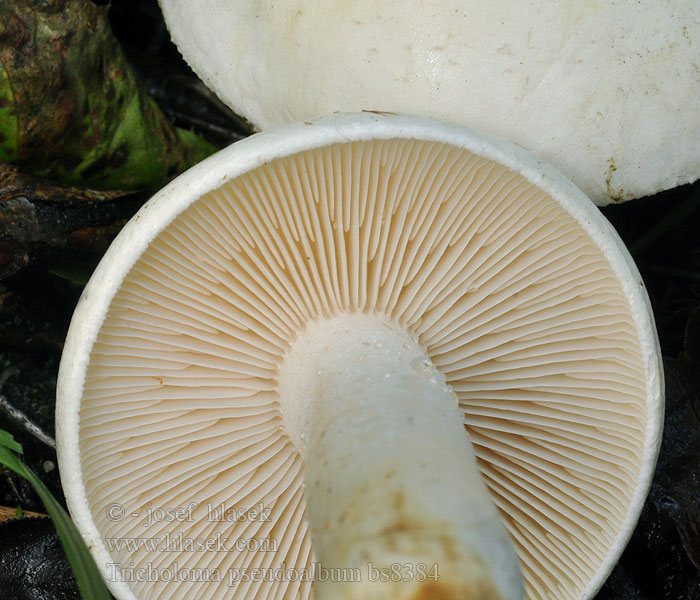 Tricholoma_pseudoalbum_bs8384