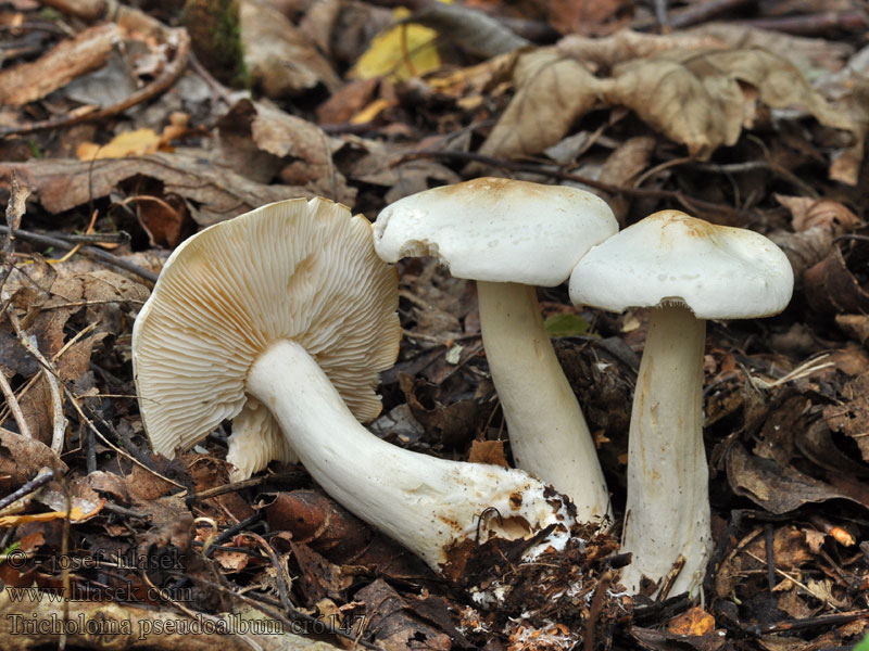 Čirůvka běložlutavá Tricholoma pseudoalbum