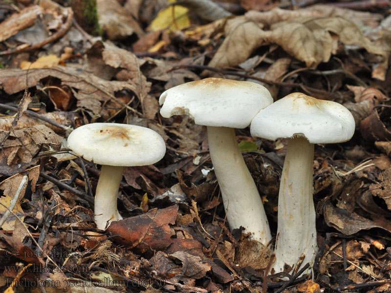 Weißer Ritterling Tricholoma pseudoalbum