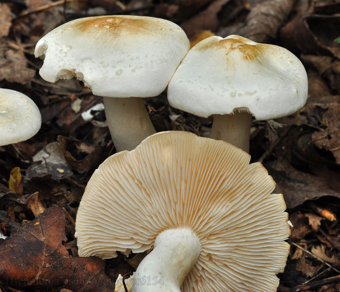 Tricholome blanc bouleaux Tricholoma pseudoalbum