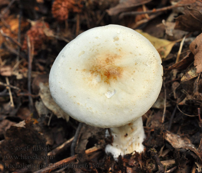 Eikemusserong Tricholoma pseudoalbum