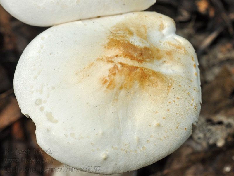 Рядовка псевдобелая Tricholoma pseudoalbum