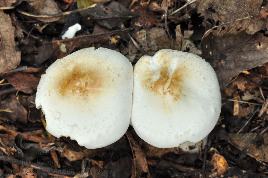 Tricholoma pseudoalbum